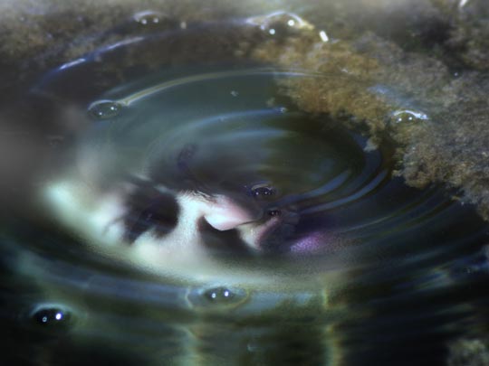  MARCELO AURELIO _ joven agua 