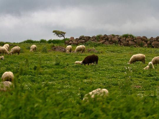  MARCELO AURELIO _ ovejas, cerdeña 
