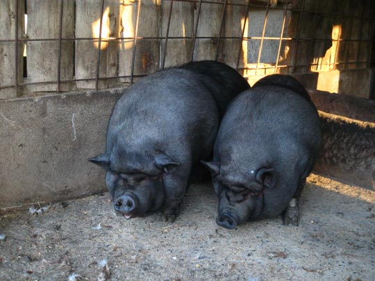  MIKEL URMENETA _ cerdos negros 