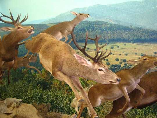  MIKEL URMENETA _ ¡corre bambi, corre! 