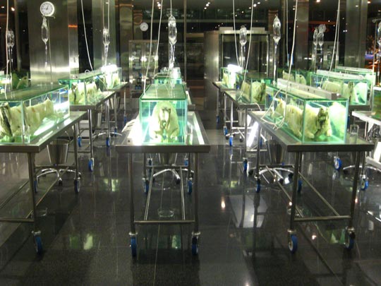  MIKEL URMENETA _ damien hirst, artista 