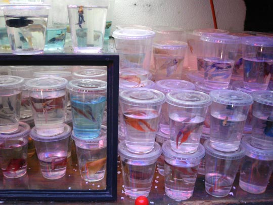  MIKEL URMENETA _ dario tristan, vendedor ambulante 