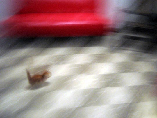  MIKEL URMENETA _ don gato 