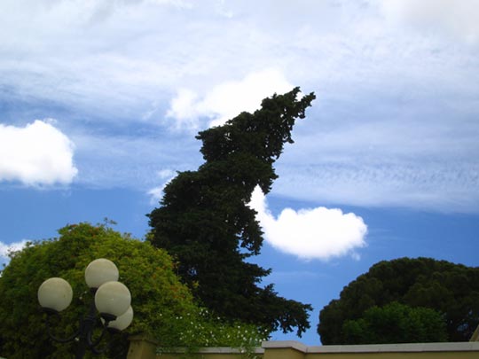  MIKEL URMENETA _ el coyote 