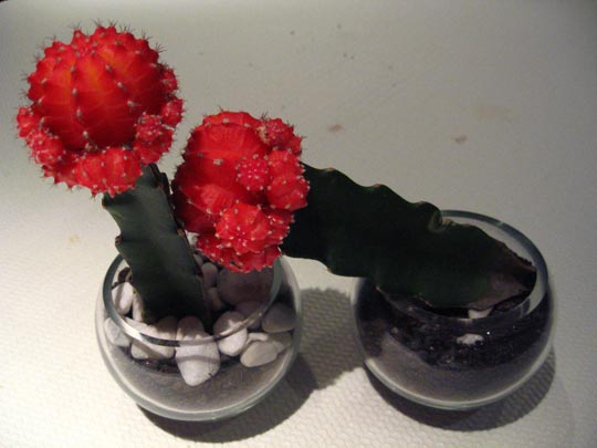  MIKEL URMENETA _ entretíos 