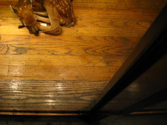  MIKEL URMENETA _ falso hirst (1) 