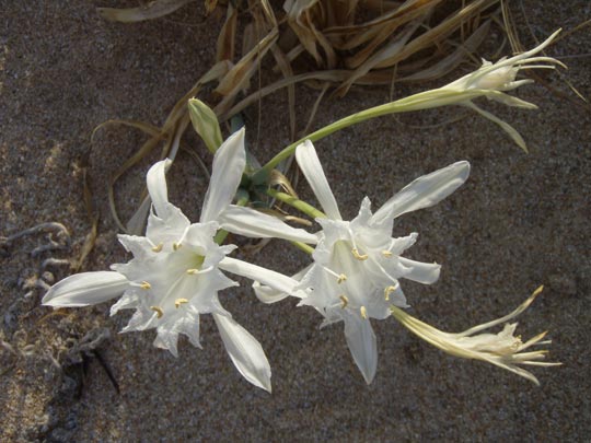  MIKEL URMENETA _ flores follando 