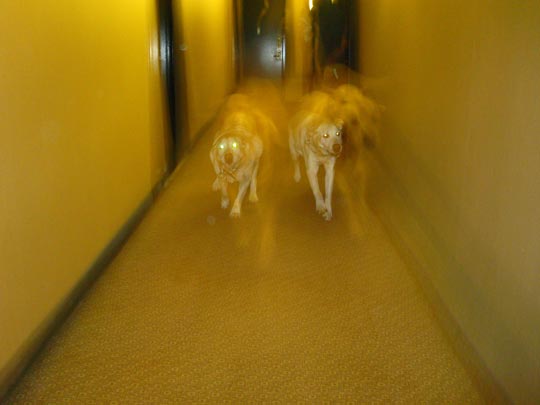  MIKEL URMENETA _ guau guau 