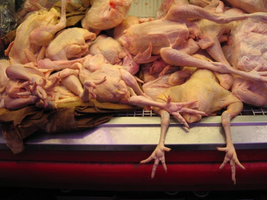  MIKEL URMENETA _ holocausto aviar 