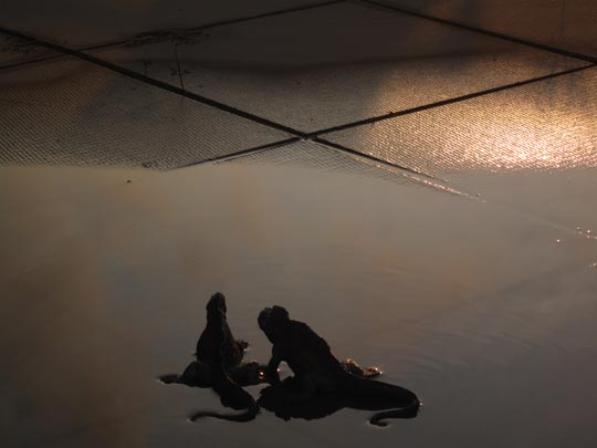  MIKEL URMENETA _ iguanas en la terraza 