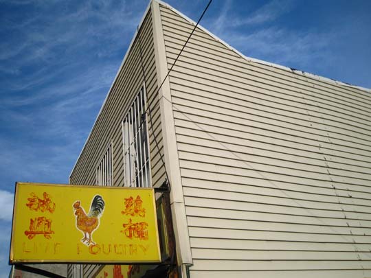  MIKEL URMENETA _ la casa del gallo 