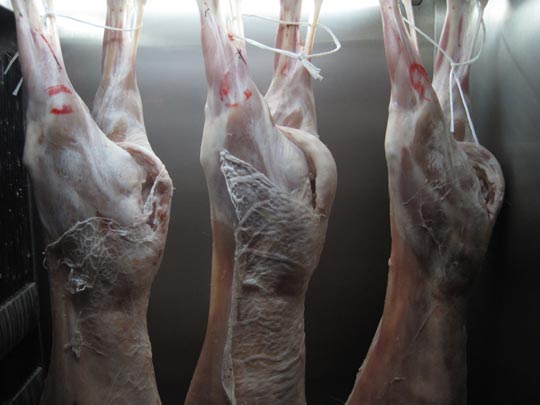  MIKEL URMENETA _ los tres cerdocorderitos 