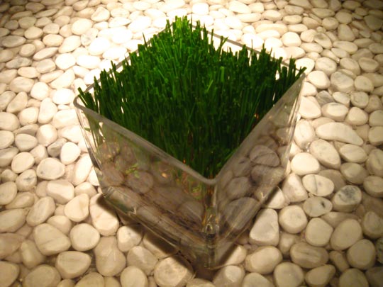  MIKEL URMENETA _ maceta 