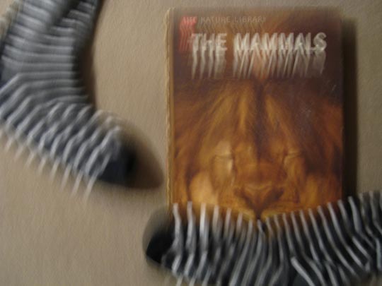  MIKEL URMENETA _ mammals 1 