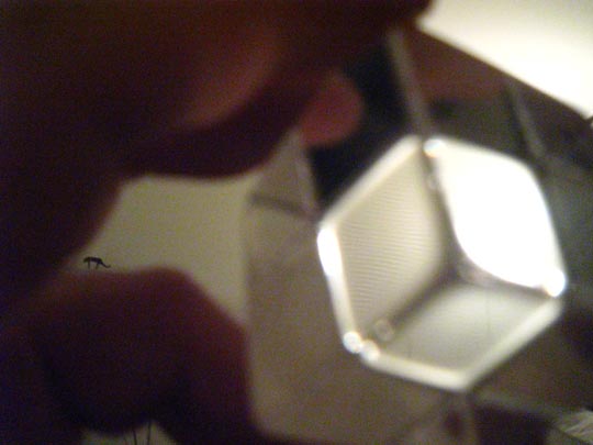  MIKEL URMENETA _ mi camaleón (2) 