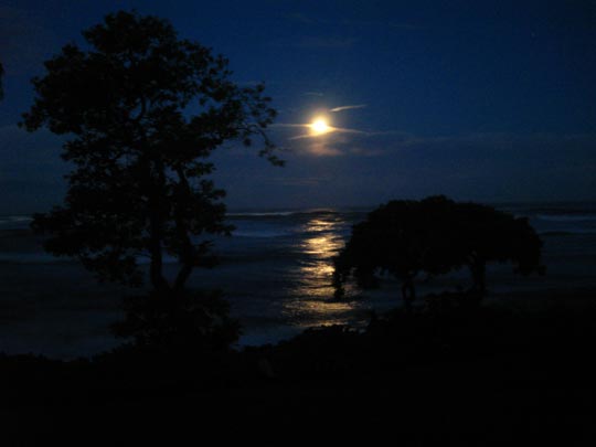  MIKEL URMENETA _ mis árboles de luna llena 