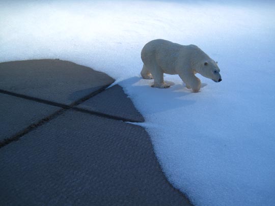  MIKEL URMENETA _ oso polar libre 