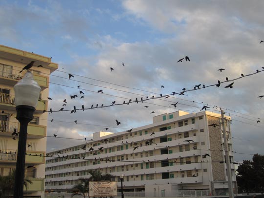  MIKEL URMENETA _ pájaros de ciudad 
