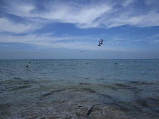  MIKEL URMENETA _ pájaros de mar 