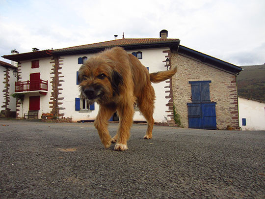  MIKEL URMENETA _ perro de pueblo 