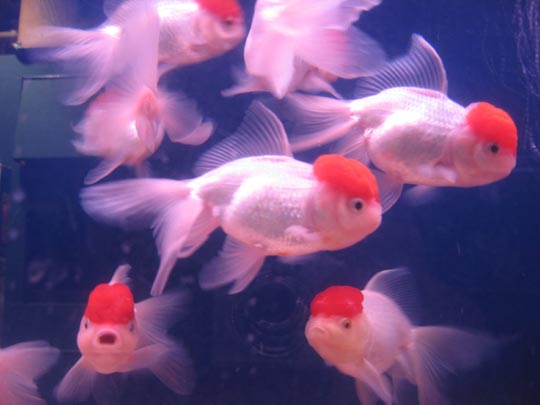  MIKEL URMENETA _ sirenas con boina 