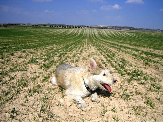  MARTA PEIRÓ _ ancha es... 