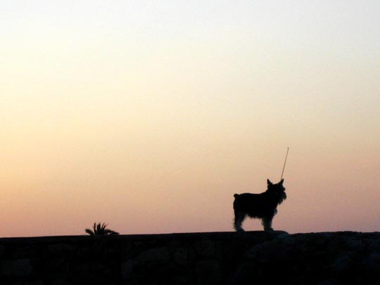  MARTA PEIRÓ _ el espía 