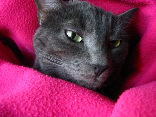  MARTA PEIRÓ _ mi pantera rosa 