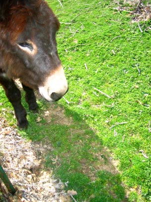  MARTA PEIRÓ _ peiró quiere más 