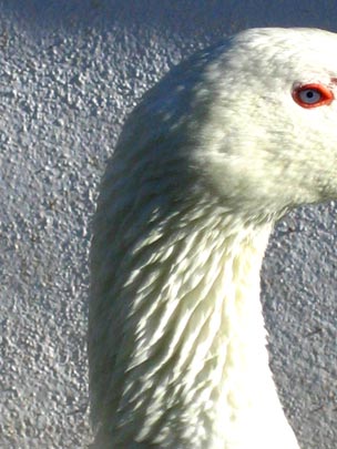  MARTA PEIRÓ _ sin b-oca 