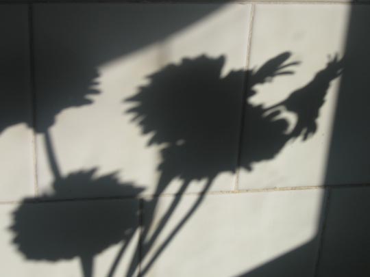  MIQUI PUIG _ flowers in the wall. nancy sinatra 