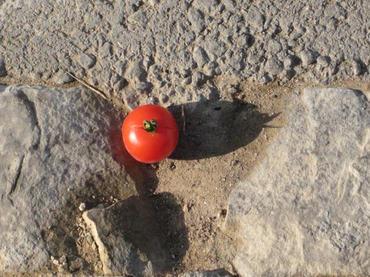  MIQUI PUIG _ sliced tomatoes. just brothers 