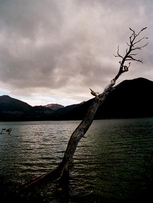  ORIOL BOSCH _ árbol seco 