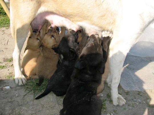  ORIOL BOSCH _ hora de comer 