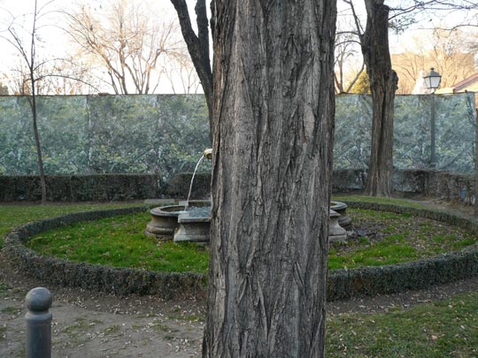  ALICIA OTAEGUI _ arbolfuente 