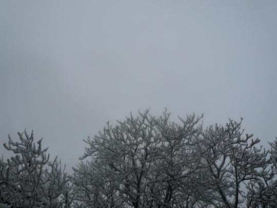  ALICIA OTAEGUI _ corales 