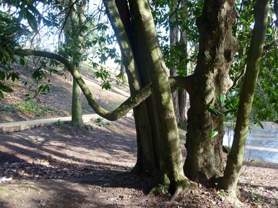  ALICIA OTAEGUI _ el árbol que se creía elefante 