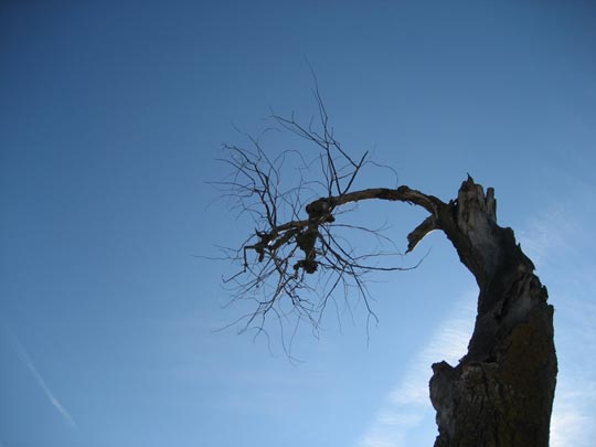  ALICIA OTAEGUI _ el aullido del ciervo 