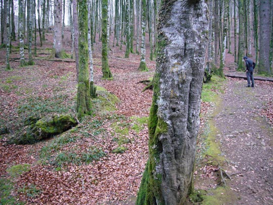  ALICIA OTAEGUI _ el bosque enanimado 