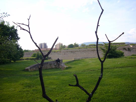  ALICIA OTAEGUI _ el ciervo y su presa 