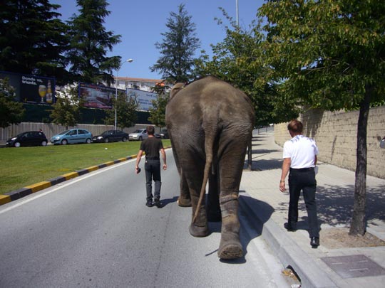  ALICIA OTAEGUI _ el hombre elefante 