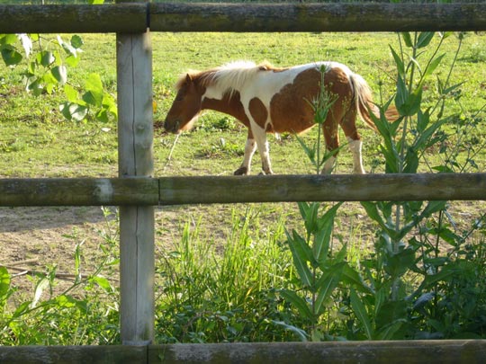  ALICIA OTAEGUI _ el miniponi equilibrista 