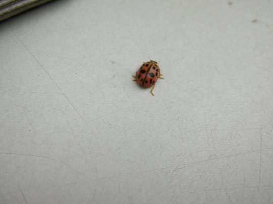  ALICIA OTAEGUI _ elefante disfrazado de mariquita 