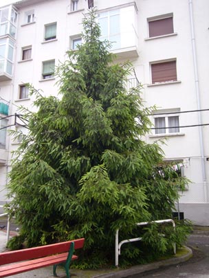  ALICIA OTAEGUI _ fuera de lugar 