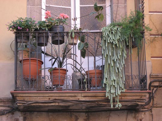  ALICIA OTAEGUI _ gula 