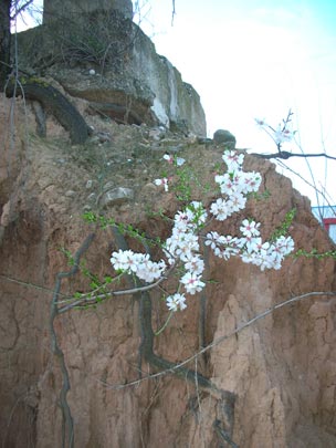  ALICIA OTAEGUI _ lo bello y lo bestia 