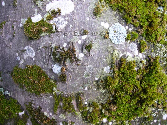  ALICIA OTAEGUI _ mapa mundi 