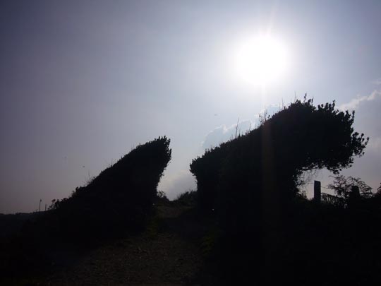  ALICIA OTAEGUI _ susto 