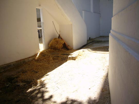  ALICIA OTAEGUI _ toro jugando al escondite 