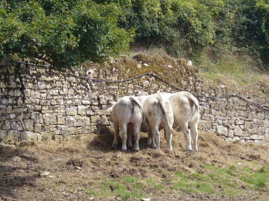  ALICIA OTAEGUI _ trío de elefantas 